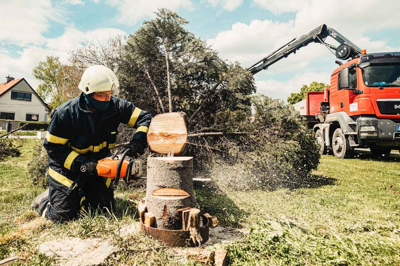 Dead Tree Removal